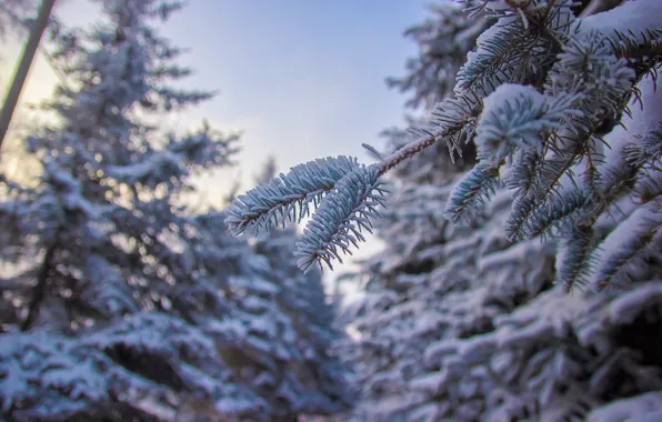 Picture winter, Park, pine