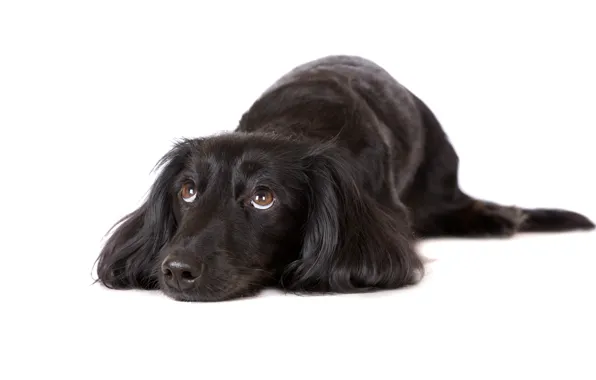 Look, muzzle, Dachshund