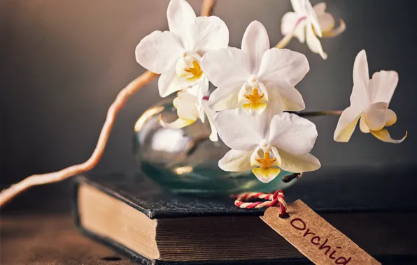 Flowers, book, orchids
