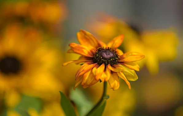 Flower, flowers, background, yellow, bokeh, rudbeckia, Echinacea, rasmita