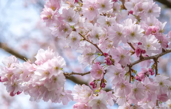 Flowers, branches, cherry, tree, spring, Sakura, pink, flowering