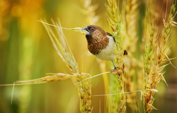 Wheat, macro, nature, bird, plant, beak, ears, Japanese amadin