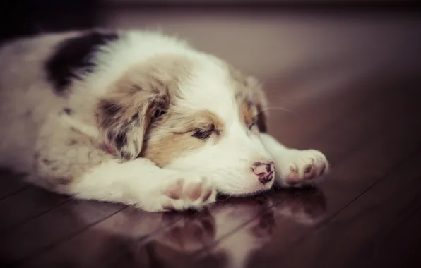 Animal, dog, cute, puppy, puppy, dog, animal, cute