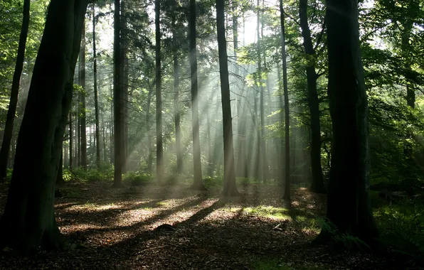 Forest, rays, light, nature