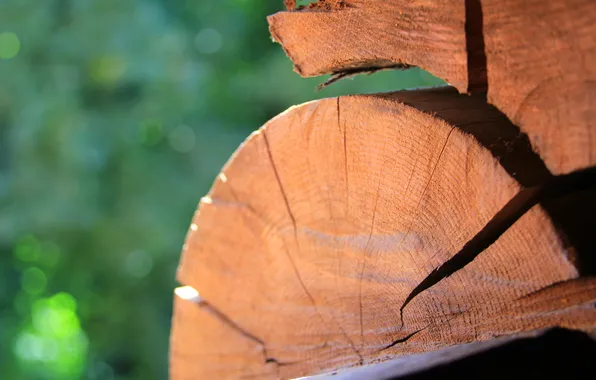 Nature, tree, different