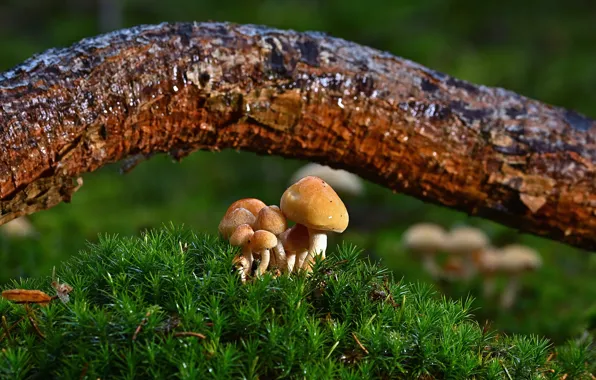 Mushrooms, moss, branch, log, mushrooms, family