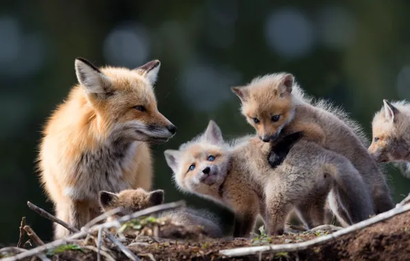 Look, branches, pose, background, Fox, Fox, kids, mom