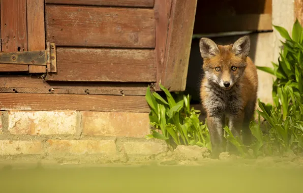 Look, leaves, flowers, nature, pose, house, spring, Fox