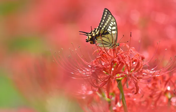 Macro, flowers, butterfly, red, bokeh, he lost his parents,, spider Lily