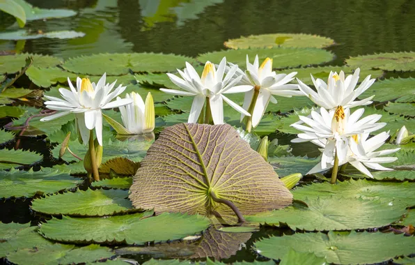 Flowers, lake, water lilies, nymphs
