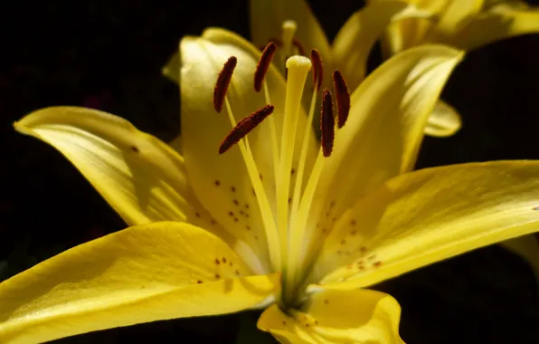 Macro, Wallpaper, Yellow, Belarus, Lily