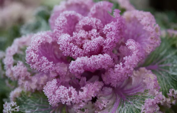 Picture frost, frost, vegetables, cabbage