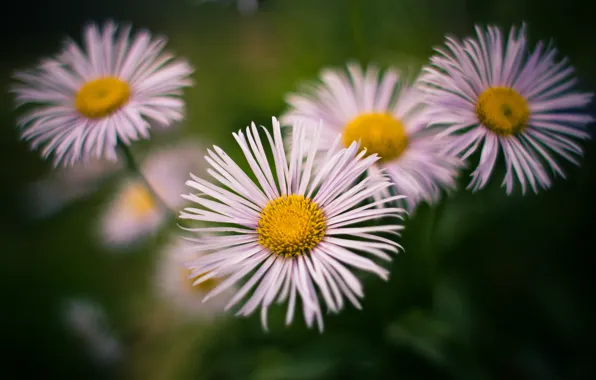 Summer, heat, Wallpaper, chamomile