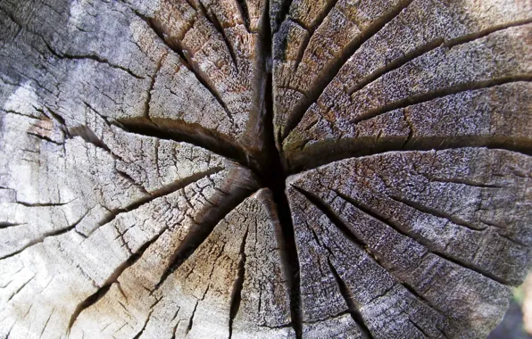 Picture stars, trees, cracked, spil