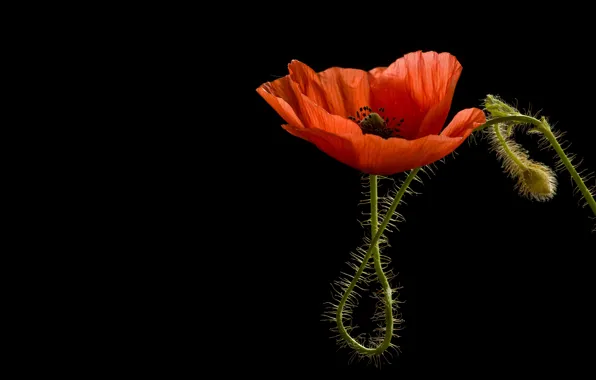 Flower, macro, red, Mac, stem, black background, curved