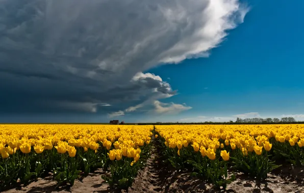 Field, the sky, clouds, flowers, clouds, blue, bright, spring
