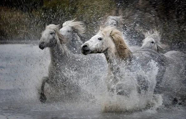 Wave, look, drops, squirt, nature, horses, treatment, horse