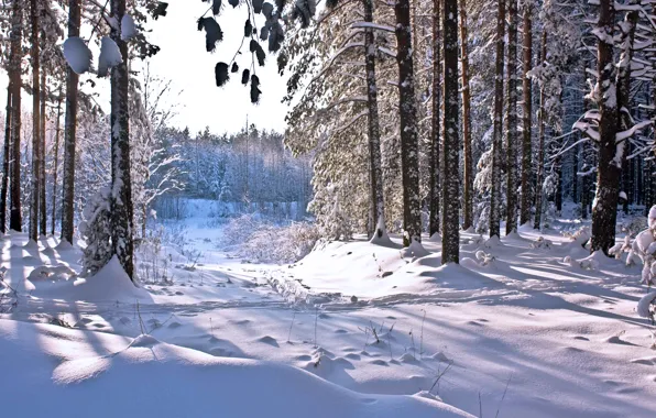 Winter, forest, the sun, snow, shadow, forest, winter, snow