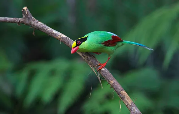 Bird, paint, branch, feathers, beak, tail, green Cissa