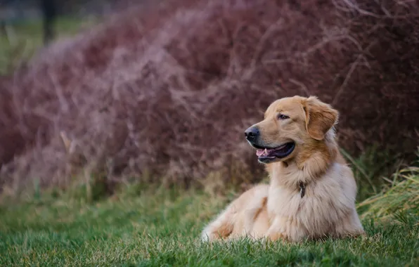 Stay, dog, Golden Retriever, Golden Retriever