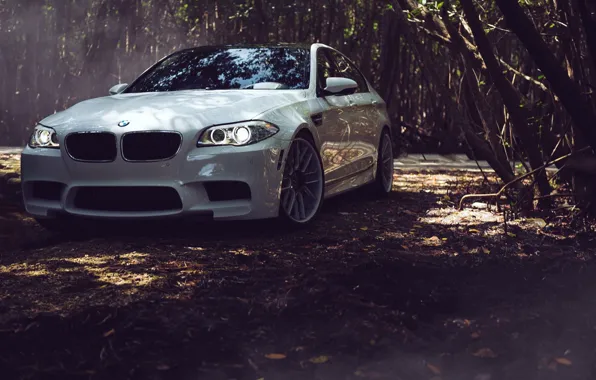 Picture BMW, Leaves, BMW, White, Tuning, F10