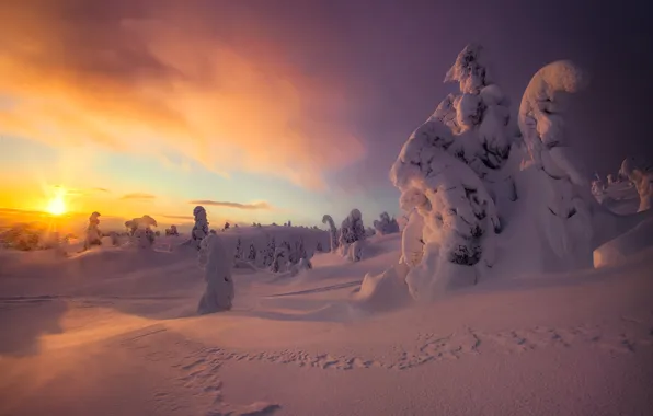 Winter, the sun, rays, snow, trees, sunset, nature, ate