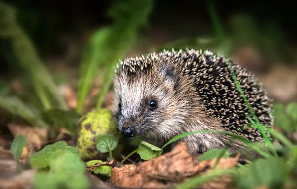 Grass, look, leaves, muzzle, hedgehog, hedgehog, bokeh, hedgehog