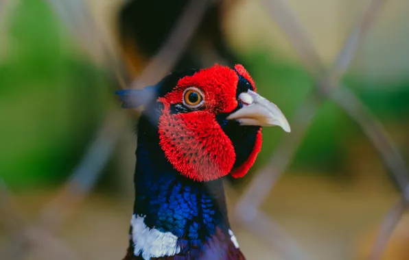 Bird, portrait, zoo, pheasant