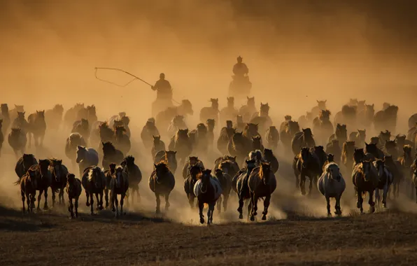 Nature, horses, the herd