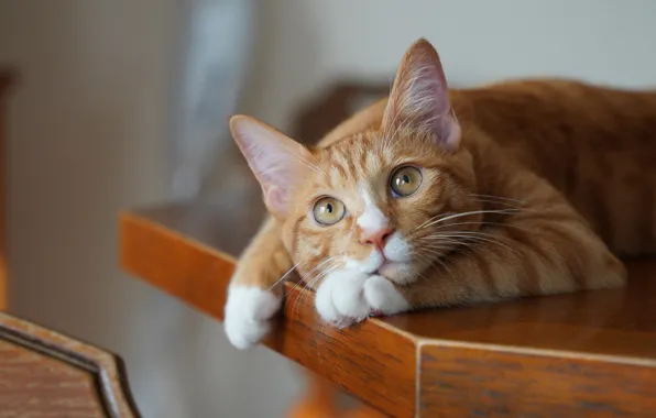 Wallpaper red, cat, lies, look, table, portrait, cat