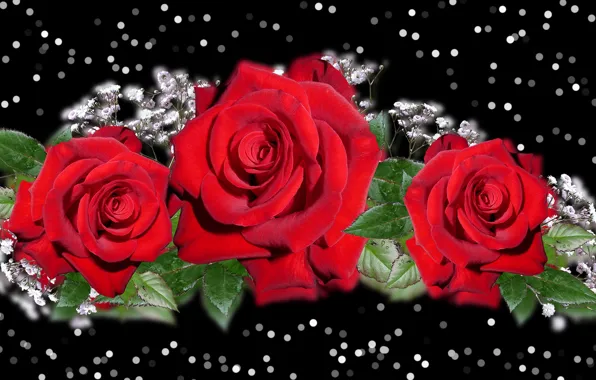 Graphics, flowers, Roses, red