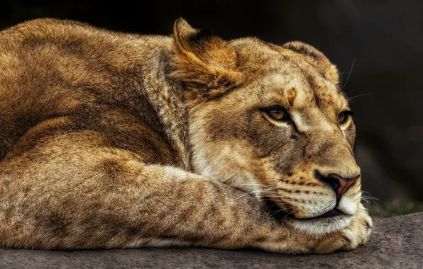 Picture cat, look, face, pose, stay, portrait, Leo, paws