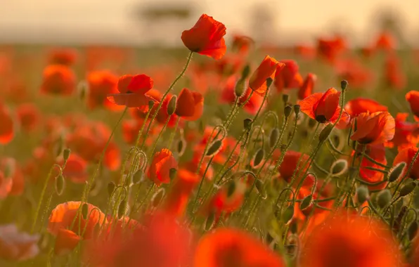 Summer, light, Maki, buds, a lot, poppy field