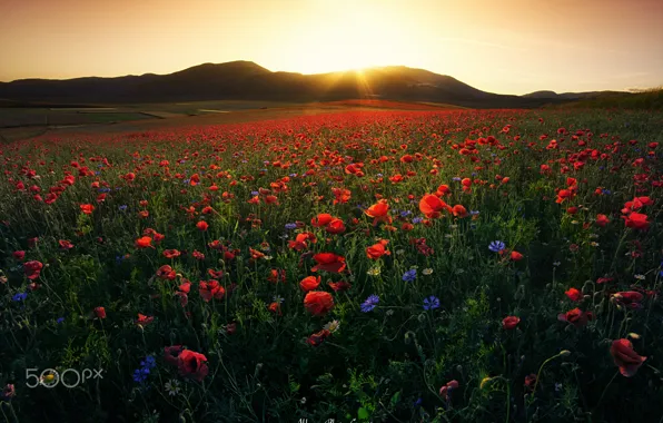 Field, the sky, the sun, light, flowers, Maki