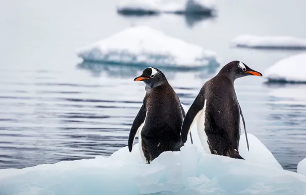 Winter, snow, birds, pose, ice, penguins, penguin, ice