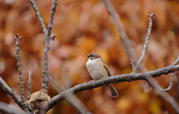 Autumn, branches, bird, Sparrow