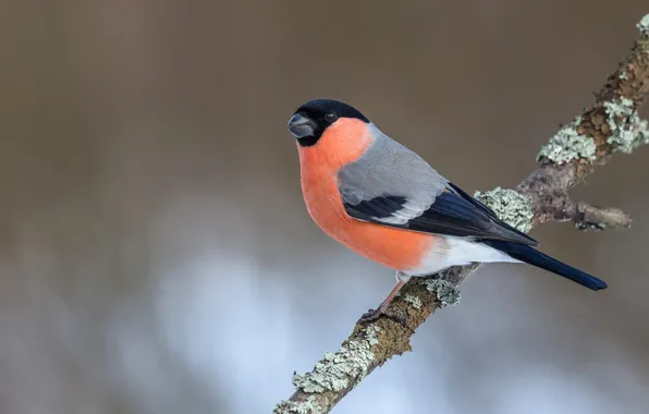 Background, bird, branch, bullfinch