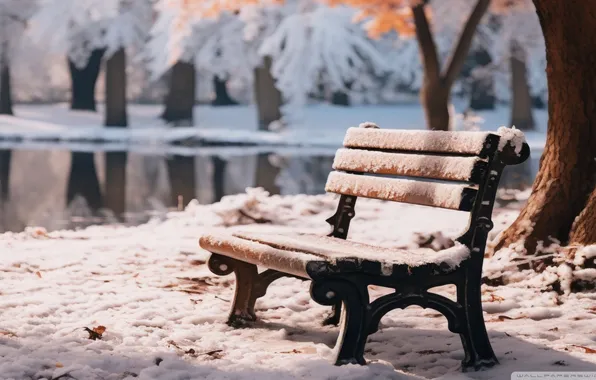 Picture trees, bench, Park, Snow