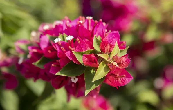 Summer, leaves, flowers, branch, pink, flowering, shrub, bokeh