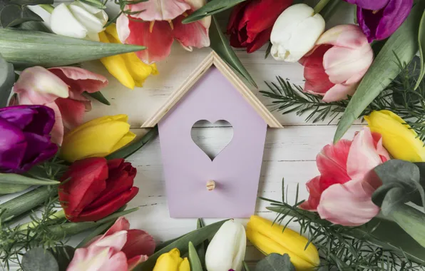 Flowers, colorful, tulips, flowers, beautiful, tulips, spring, multicolored