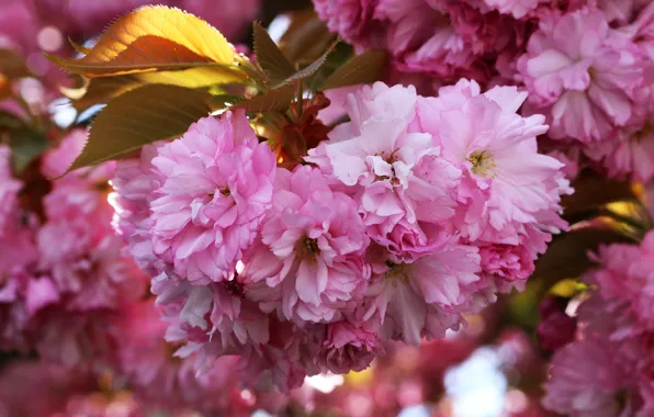 Leaves, flowers, branches, spring, Sakura, pink, flowering, a lot