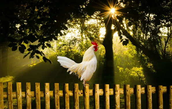 Summer, nature, bird, morning, sunrise, cock