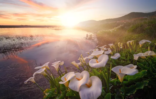 Picture rays, light, flowers, fog, lake, dawn, hills, shore