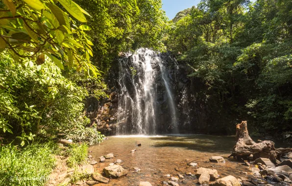 Picture greens, forest, the sun, trees, stones, foliage, waterfall, Australia