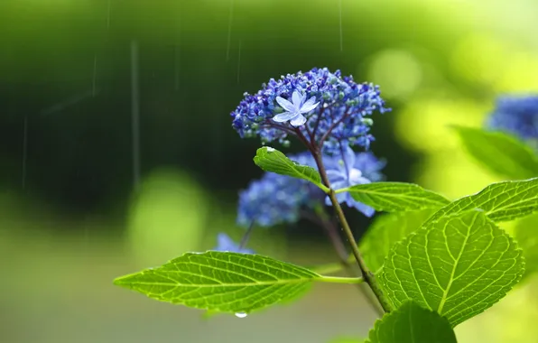 Picture leaves, flowers, rain, green tea, Paradise tea