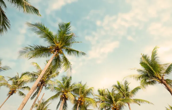 Beach, summer, the sky, palm trees, summer, beach, beautiful, paradise