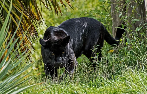 Predator, Panther, wild cat, looks, black Jaguar