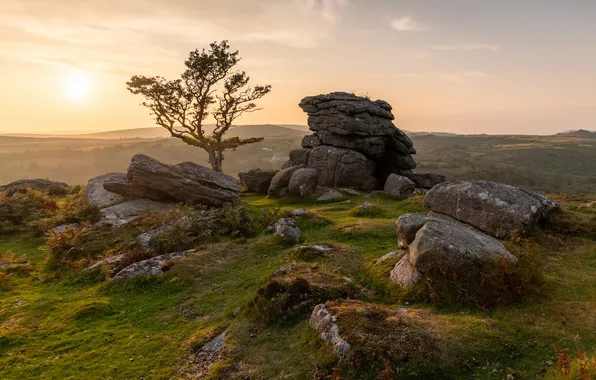 Field, the sun, light, stones, tree, dawn, hills, morning