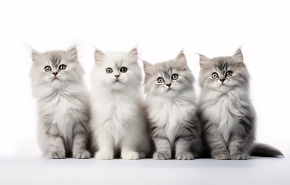 Cat, white, look, cats, pose, kitty, together, kittens
