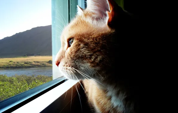 Look, Cat, Window, Dal